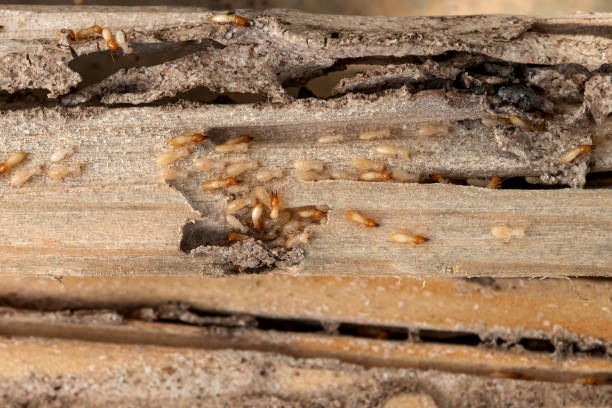 Best Commercial Pest Control Services  in Ringgold, GA