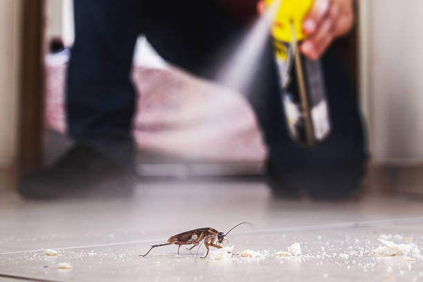 Best Pest Removal Services  in Ringgold, GA
